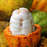 The Slimy Gooey Start To Everyone's Favorite:  Chocolate! - Roseau, Dominica