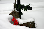Snow-covered reindeer