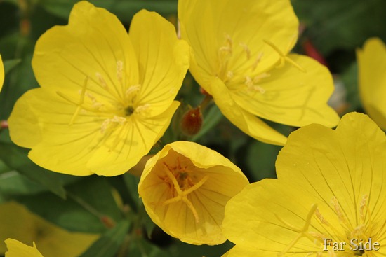 Evening Primroses close up