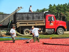 cranberry harvest 9.28.13 getting berries off of richards bog2