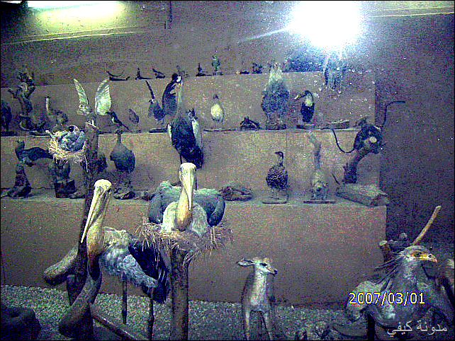 صور قسم الحيوانات المحنطة–حديقة الانعام جده IMG_0983