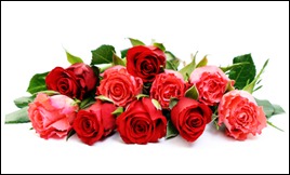lots of roses
