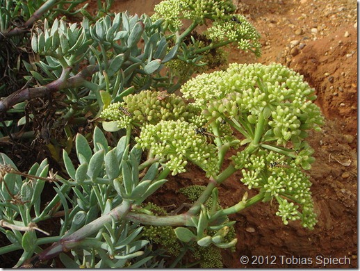 Aus Wikipedia: Meerfenchel - Crithmum maritimum, Apiaceae mit fleischigen, gelben Blten in Doppeldolden. Bltter fleischig, lanzettlich, schmecken salzig und aromatisch nach Fechel, Zitrone und/oder Zahnpasta ;) wird gerne als Salatbeigabe verwendet.