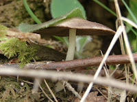 DSC09005.JPG