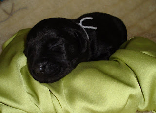 Little Miss Silver (Nyx) at 1 week old.