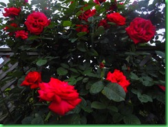 DSC05250 DSC05250