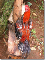 image_thumb7 image_thumb7