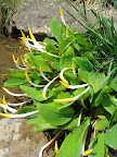 Moving to the pond garden now - this sunny site has several small pools and waterfalls. You could spend hours taking in all the horticultural details, like this plant, Orontium aquaticum. I love seeing this plant in bloom.