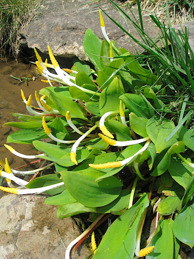 Moving to the pond garden now - this sunny site has several small pools and waterfalls. You could spend hours taking in all the horticultural details, like this plant, Orontium aquaticum. I love seeing this plant in bloom.