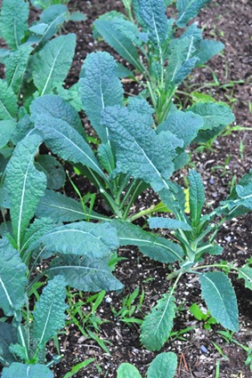[garden_bounty%255B4%255D.jpg]