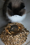 I think I deserve to drink out of a golden bowl.  I am, after all, a highly sophisticated and cultured feline!
