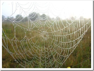 20120802_spiderwebs_003