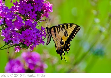 'Outdoor Flower Gardens' photo (c) 2010, T. Hartz - license: http://creativecommons.org/licenses/by-sa/2.0/