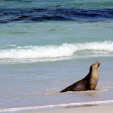 A Seal Coming Out Of The Surf - Adelaide, Australia