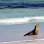 A Seal Coming Out Of The Surf - Adelaide, Australia