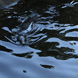 Seehund. Stockholm - 3 Tag 326.jpg