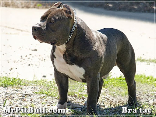 Razors-Edge-Blue-PitBull-Bluenose-PitBulls-Pit-Bull-Stud-P7042899Ecr Razors-Edge-Blue-PitBull-Bluenose-PitBulls-Pit-Bull-Stud-P7042899Ecr