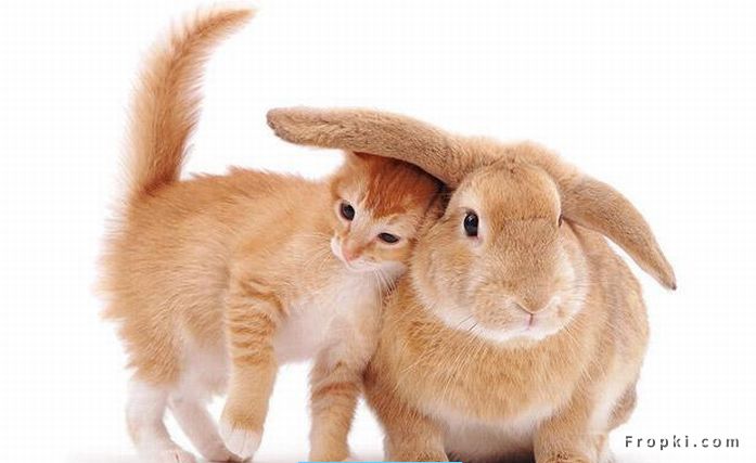 Unusual Friendships: Friendship is one mind in two bodies by Mencius