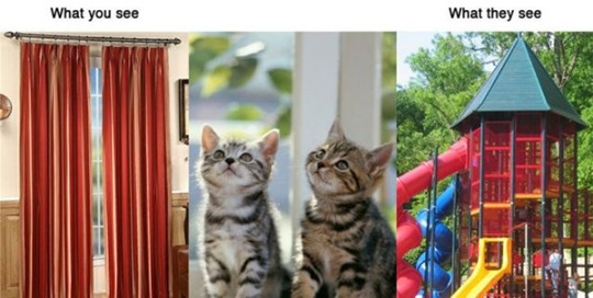 [what-you-see-animals-60ba2d%255B2%255D.jpg]