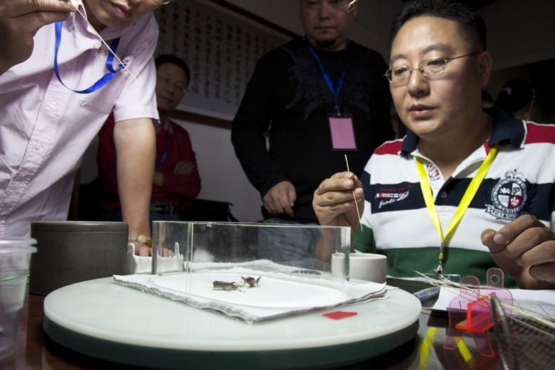 A two day cricket tournament held in Qibao Ancient Town organised by Minhang Collection Association. Venue was at 蟋蟀草堂 or Cricket cottage on Qibao Ancient street. Two male crickets are put into the plastic container, to coax them into fighting the owners  brush them with straw sticks to get them to bring their jaws out.