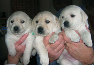 3 of Asti's boys.