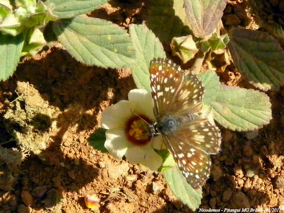 Lépidoptères de Pitangui au Minas Gerais - Hesperiidae : Pyrgus orcus (STOLL, 1780), femelle. Pitangui (MG, Brésil), 4 mai 2011. Photo : Nicodemos Rosa
