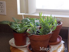 kitchen herbs blog