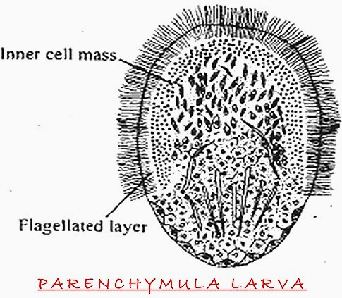 parenchymuia-larva-porifera