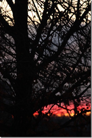 IMG_7372 IMG_7372