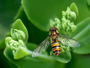Hoverfly on Sedum spectable by John Powell EFIAP DPAGB BPE4 Hoverfly on Sedum spectable by John Powell EFIAP DPAGB BPE4