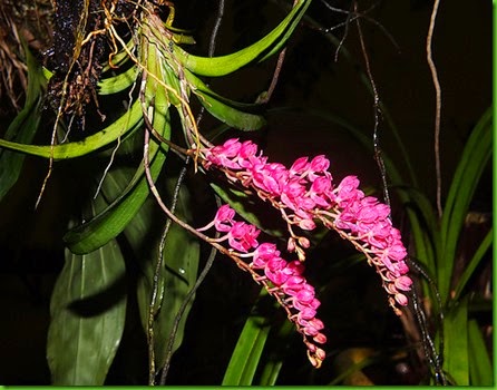 OR Rodriguezia lanceolata