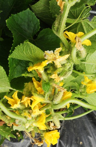 [garden3%255B3%255D.jpg]