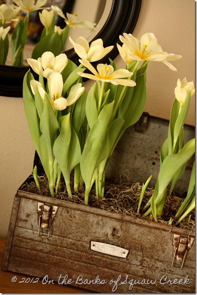 Tulips in the Toolbox