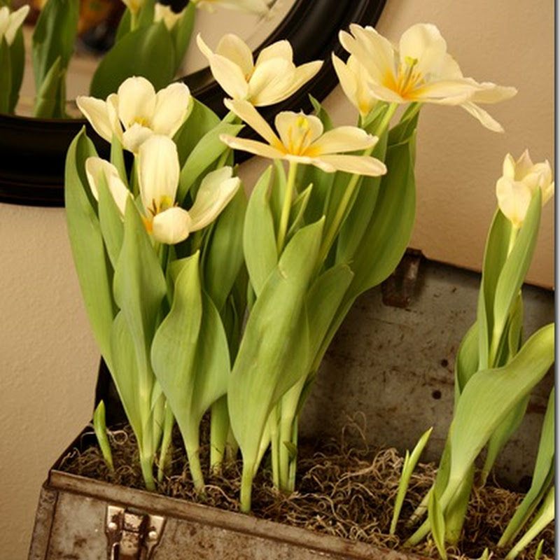 Tulips in the Toolbox How to On the Banks of Squaw Creek Tulips in