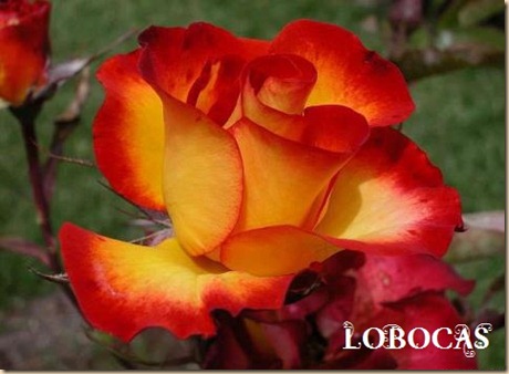 rosa-LoBocAs-5008