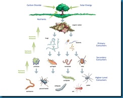 soilfoodweb soilfoodweb