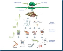 soilfoodweb