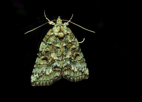 Geometridae d'Australie orientale (N.S.W.) - Geometridae : Ennominae : Nacophorini : Smyriodes trigramma LOWER, 1892. Umina Beach (New South Wales, Australie), 22 octobre 2011. Photo : Barbara Kedzierski