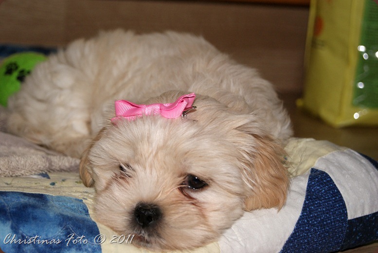 SONY DSC