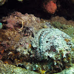 Stonefish (Dauin, Negros)
