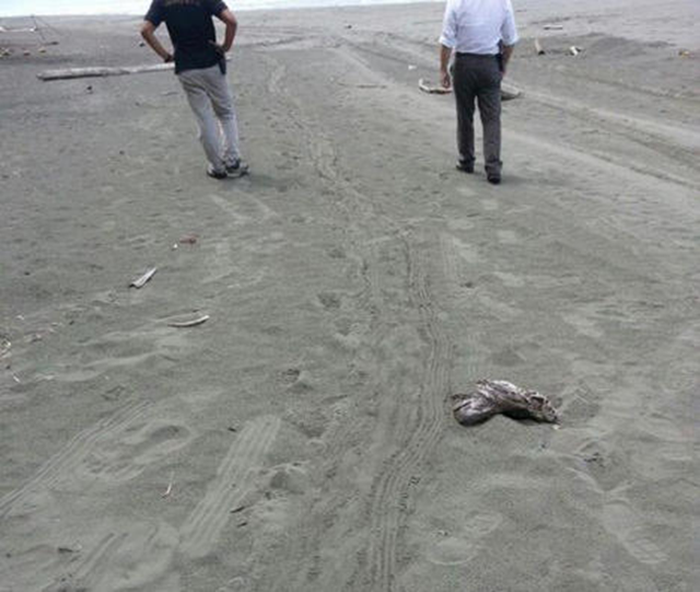 Tracks in the sand show where murderers dragged Jairo Mora behind a car and left him to die, on 30 May 2013. Hours before his murder, sea turtle conservationist Jairo Mora came upon poachers digging up turtle eggs at the notoriously dangerous Moín Beach, near Limón on Costa Rica's northern Caribbean coast. Mora reasoned with the poachers, perhaps explaining that leatherbacks – enormous, prehistoric-looking turtles – are endangered. He convinced the men to give up half of their eggs, which he planned to rebury in a safer location. Photo: The Tico Times