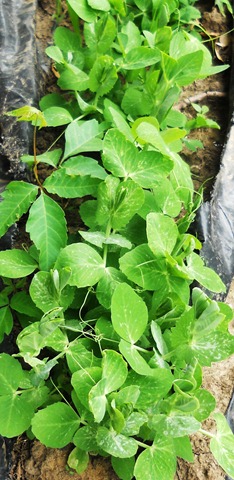 [garden4%255B3%255D.jpg]