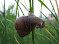 snail-2-4.jpg