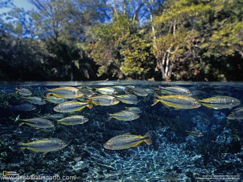 wallpapers national geographic desbaratinando  (17)