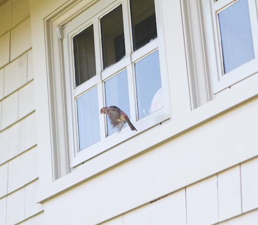 You are a fledgling, a young bird learning to fly.