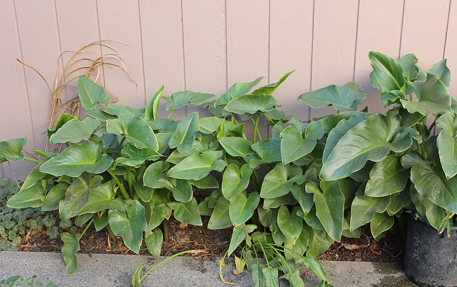 [111022_calla_lillies_2%255B2%255D.jpg]