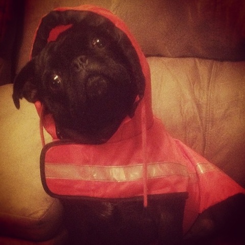 [hurricane-sandy-dogs-36%255B2%255D.jpg]