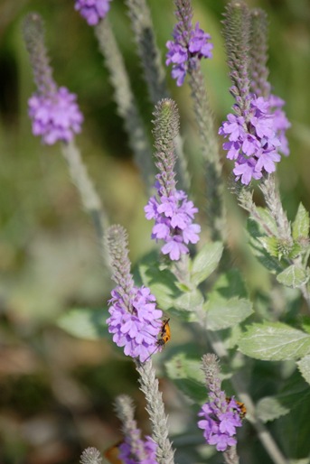 Aug 16 Hoary Vervain