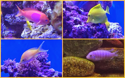 colorful fish.jpg Colorful fish