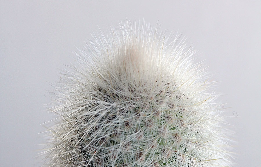 [120106_Cleistocactus%2520strausii%2520%252B%2520Agave%2520Shira%2520ito%2520no%2520Ohi_02%255B7%255D.jpg]
